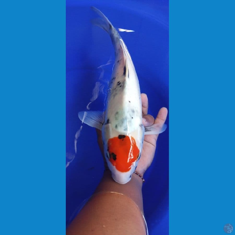 tanco showa 40 cm