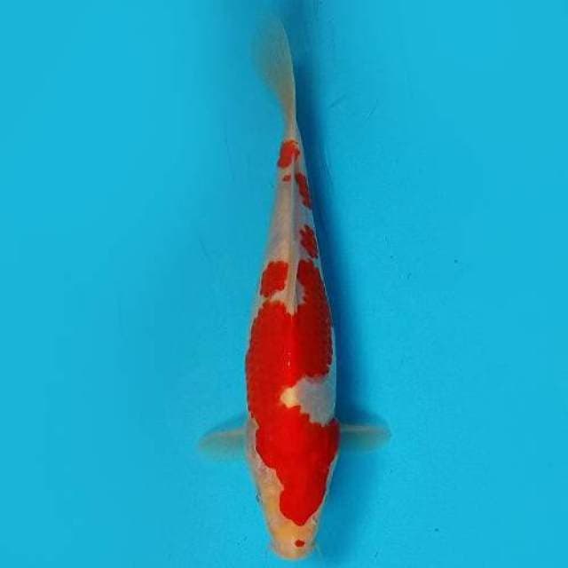 Kohaku 23 cm