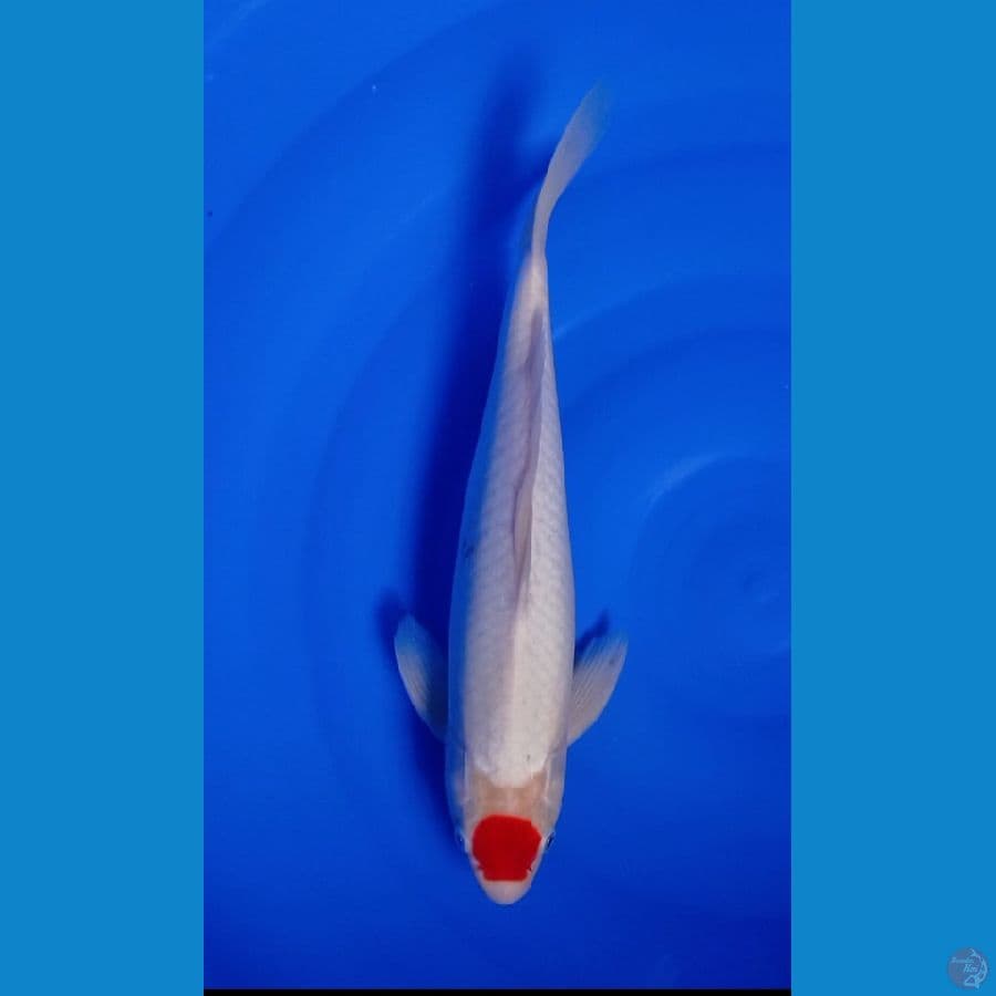 ORIGINAL TANCHO KOHAKU 40 CM JANTAN