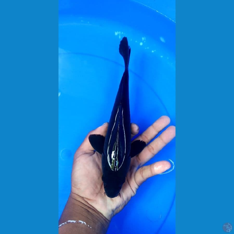 karasugoi 28cm