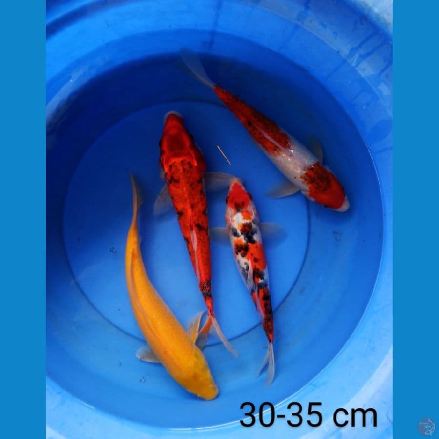 mix 30-35 cm