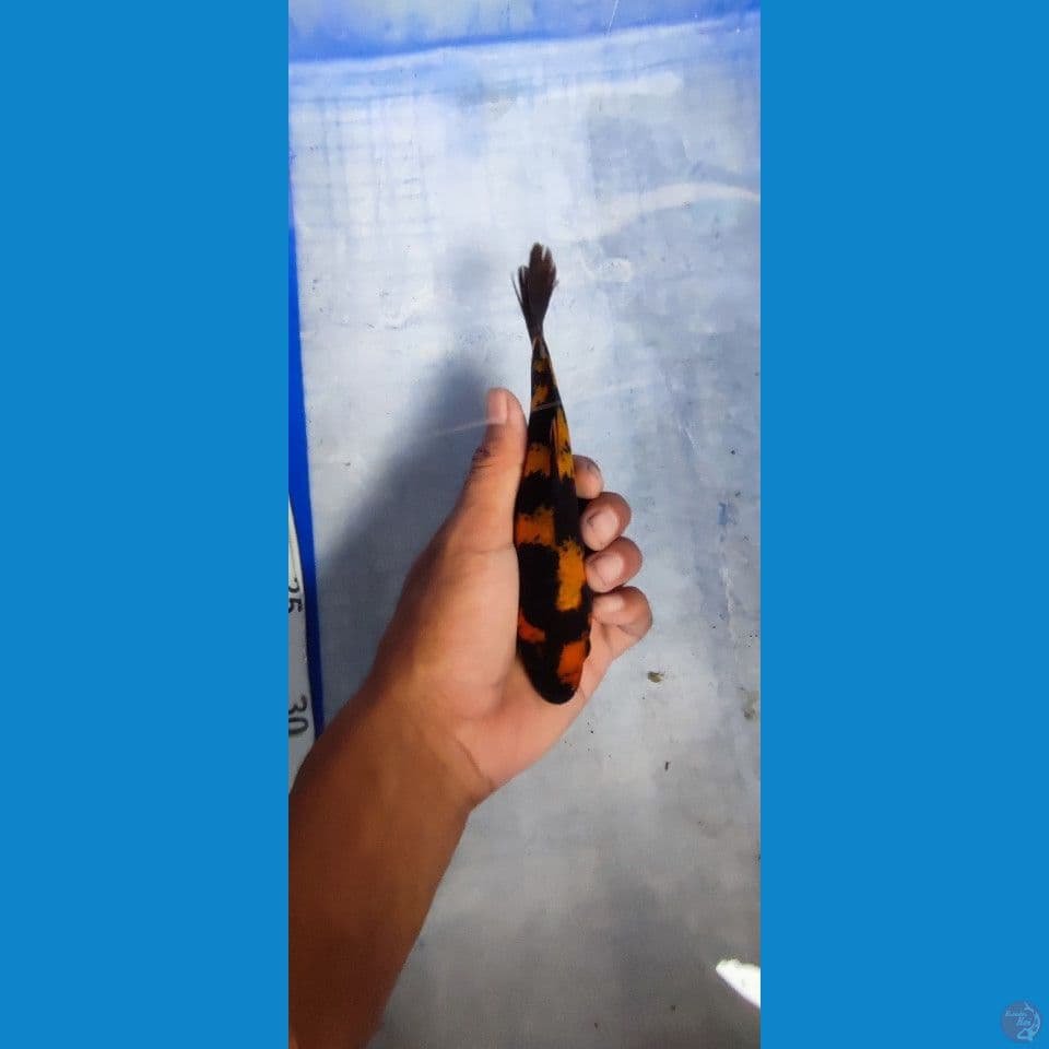 hi utsuri 15 cm bahan show