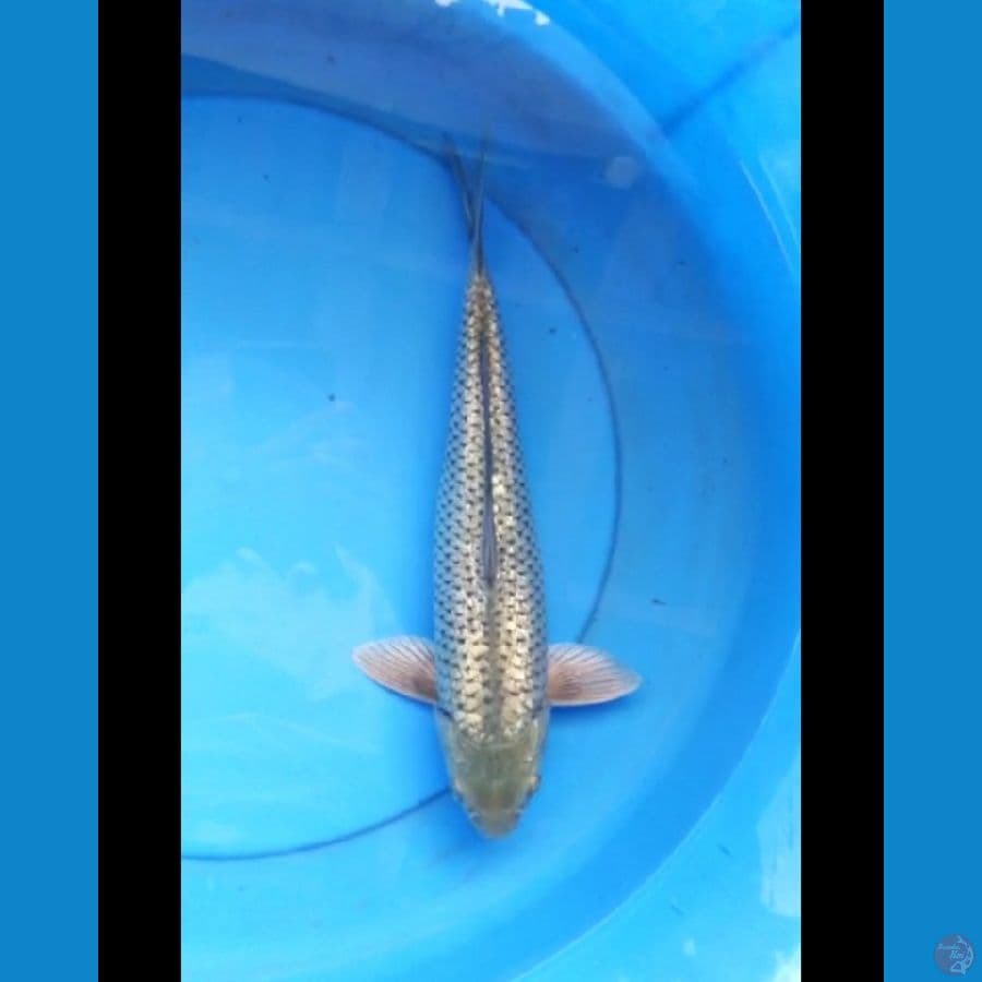 Soragoi ginrin 34 cm
