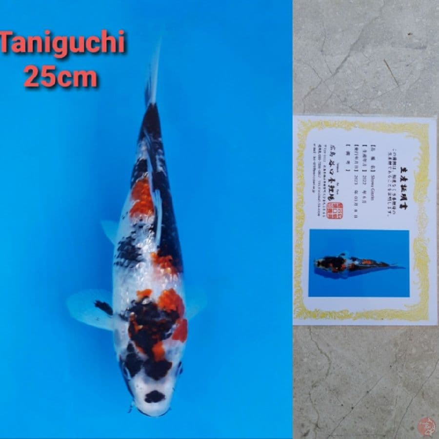 TANIGUCHI SHOWA GINRIN 25CM SERTI