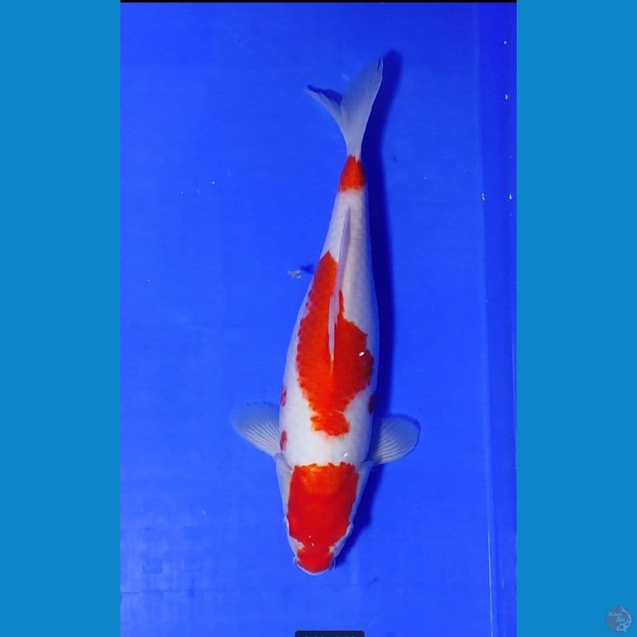 kohaku strong male 35 cm