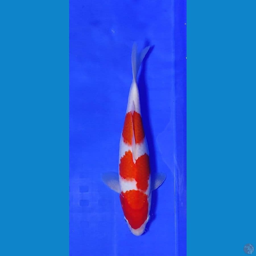 kohaku step 3 30 cm