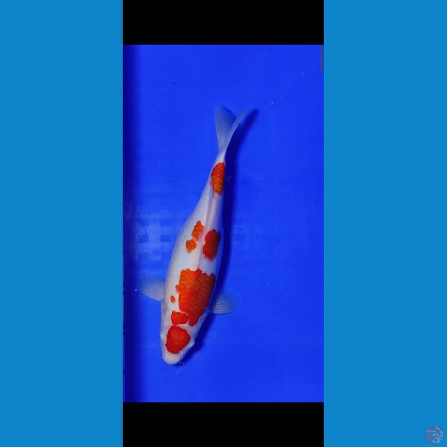 kohaku 33 cm
