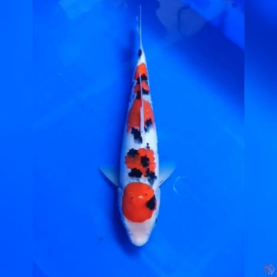 30CM # SANKE - F