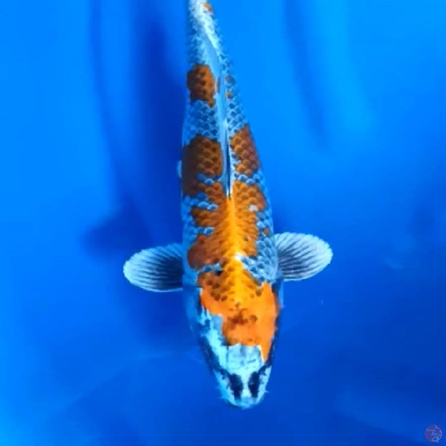 33CM # GINGA - F