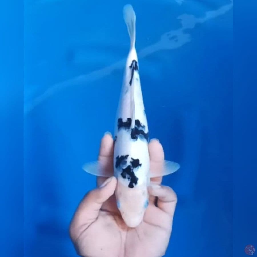 27CM # BEKKO QUALITY - M