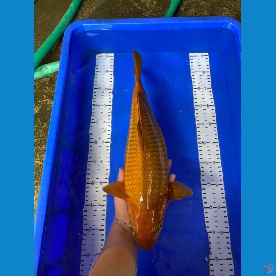 chagoi 42 cm ~ Ak7