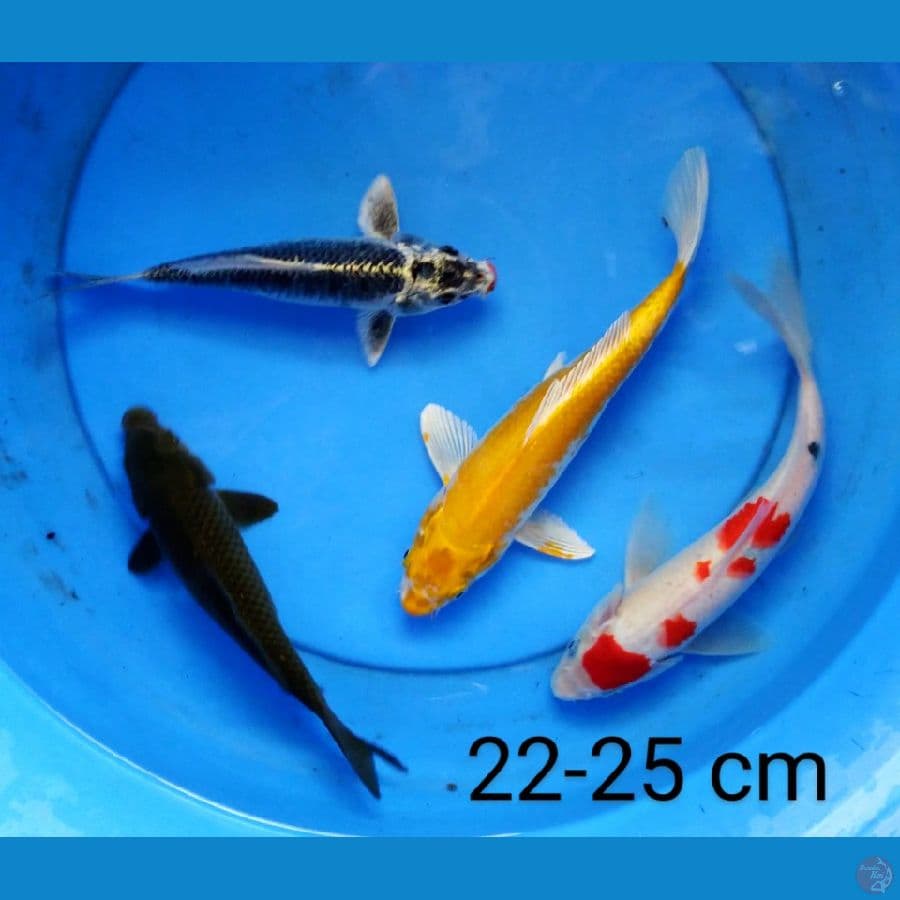mix 22-25 cm