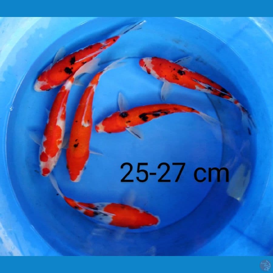 mix 25-27 cm