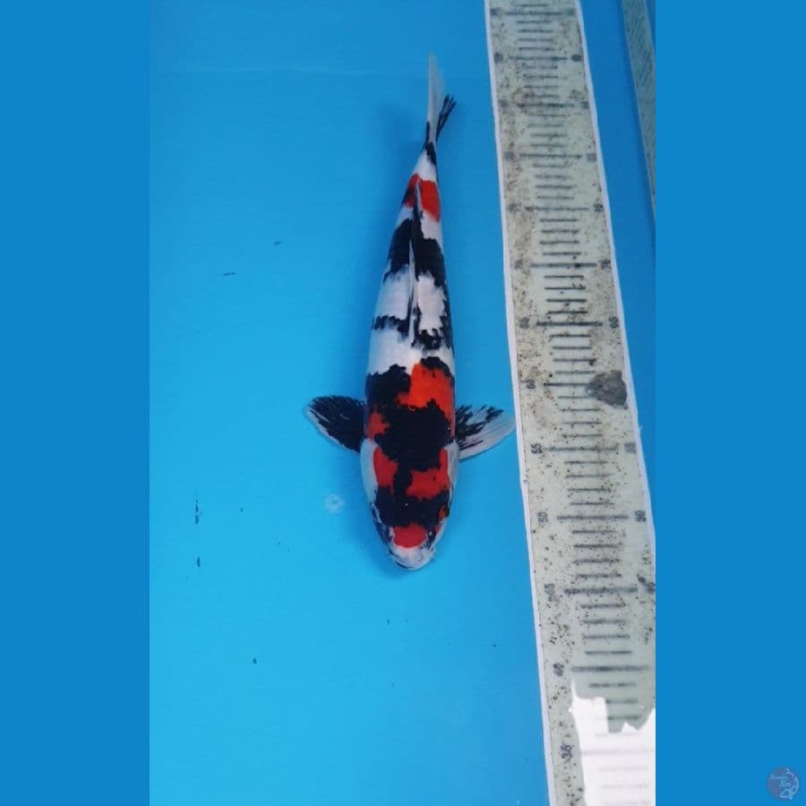 kindai 41 M