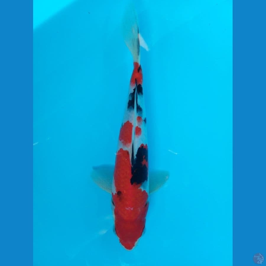 sanke betina 26cm