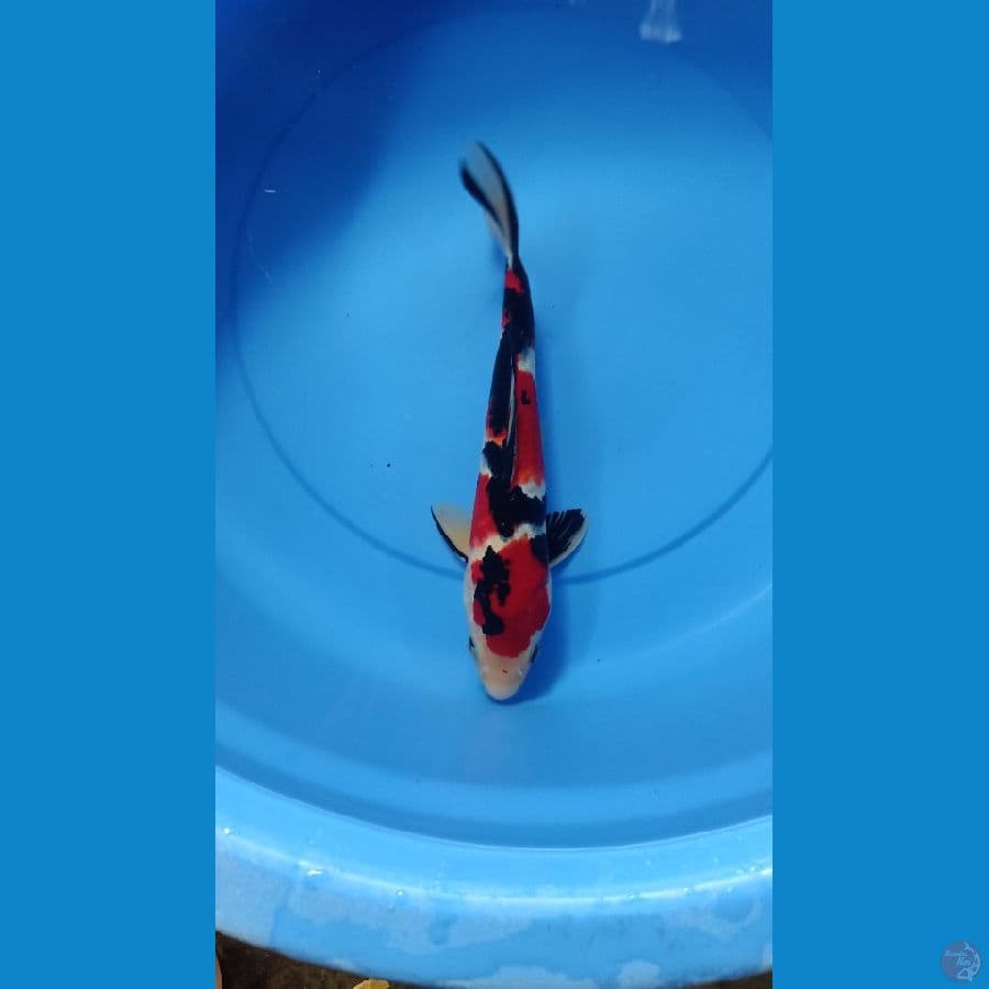 Showa 36cm