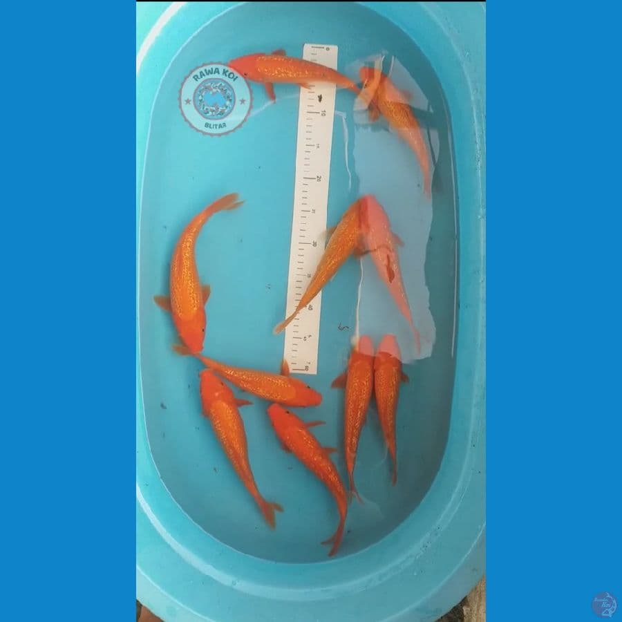 Paket 10 ekor Red Karashi Ginrin 22 - 2cm cm