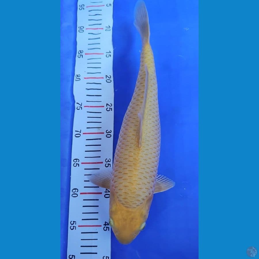 Caramel 38cm Betina Munuk