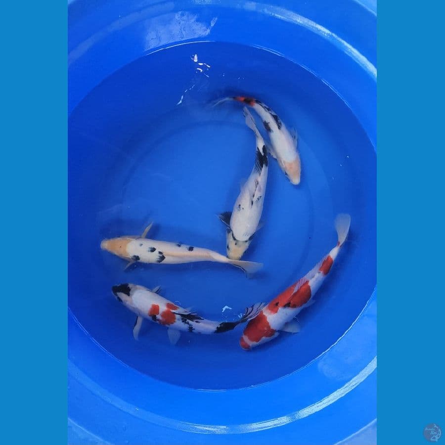 26-31cm