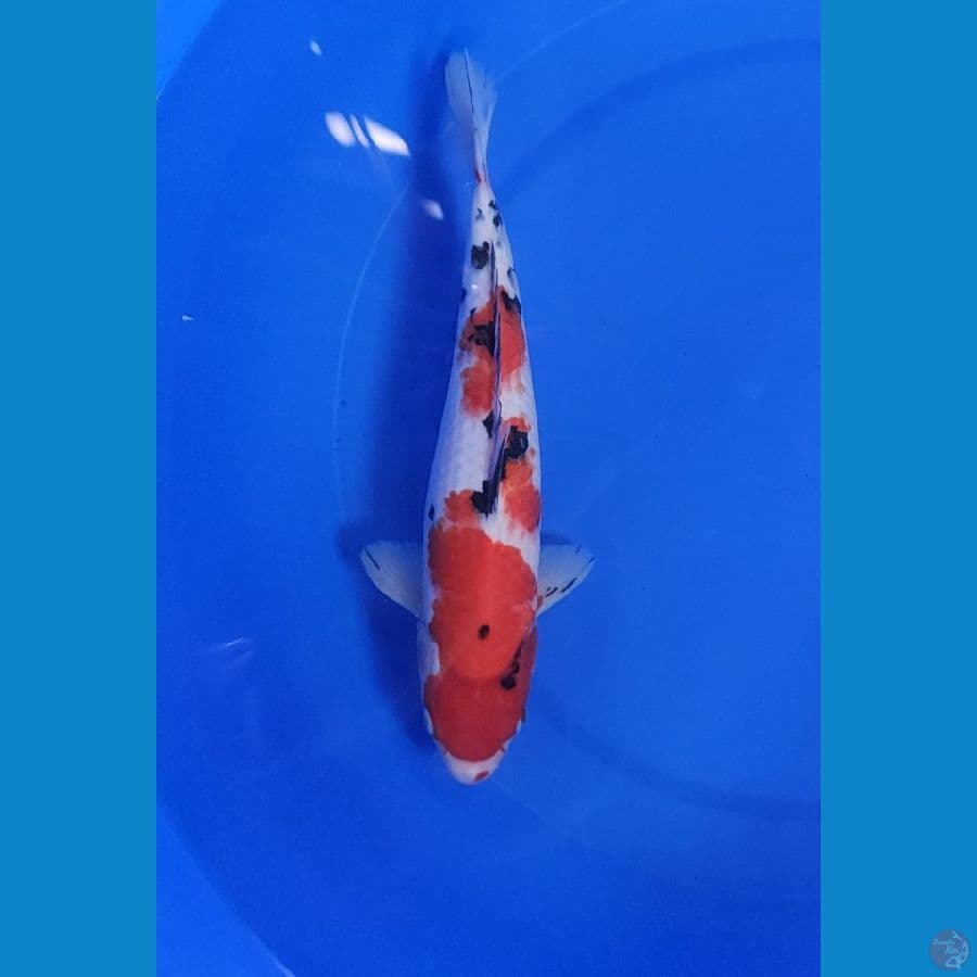 35cm sanke red strong
