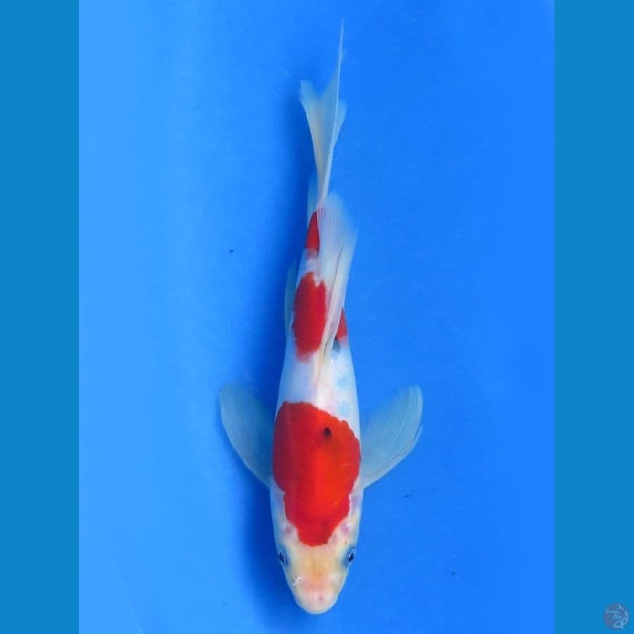 22cm - Kumpay Sanke