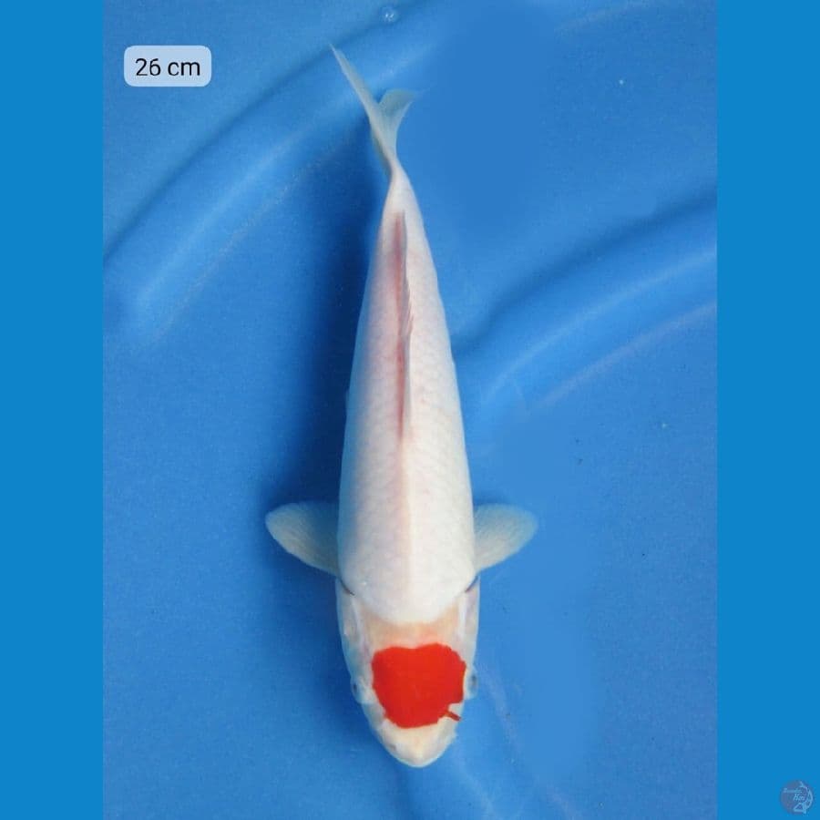 26cm - Tancho Kohaku