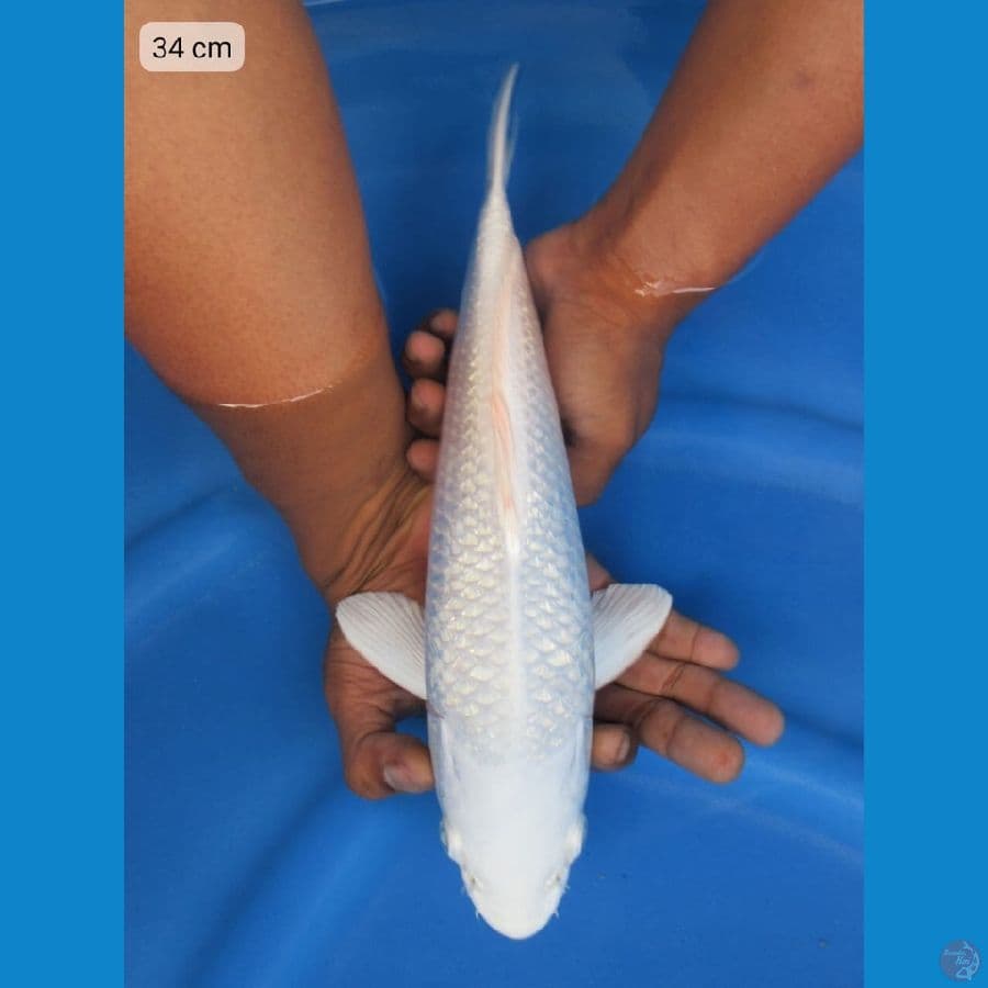 34cm - Platinum 5