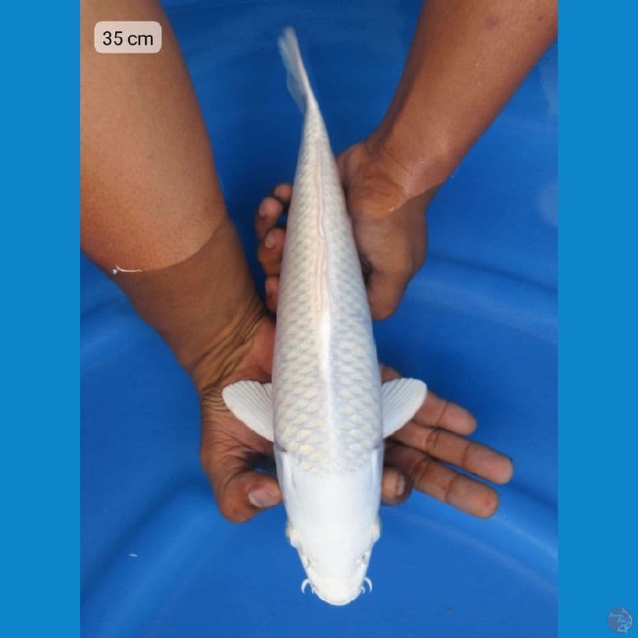 35cm - Platinum 6