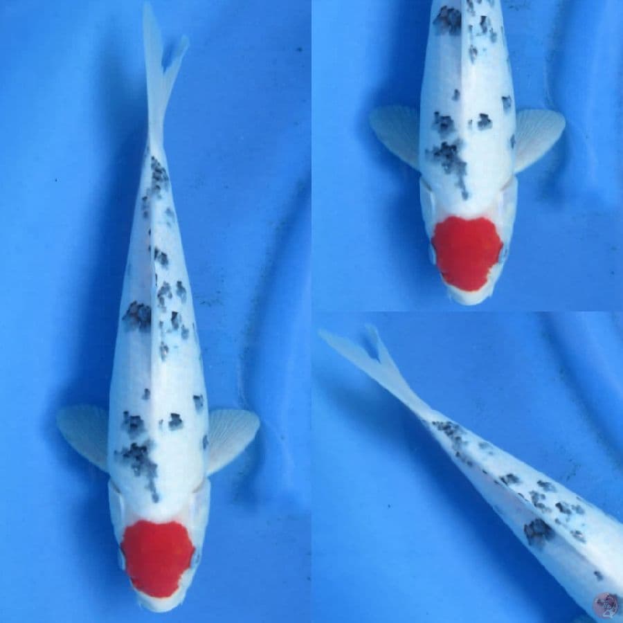 35cm , Tancho Sanke Ori