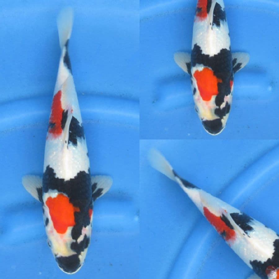 32cm , Showa HQ