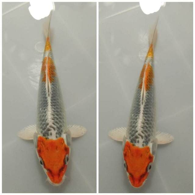 Kujaku 20cm
