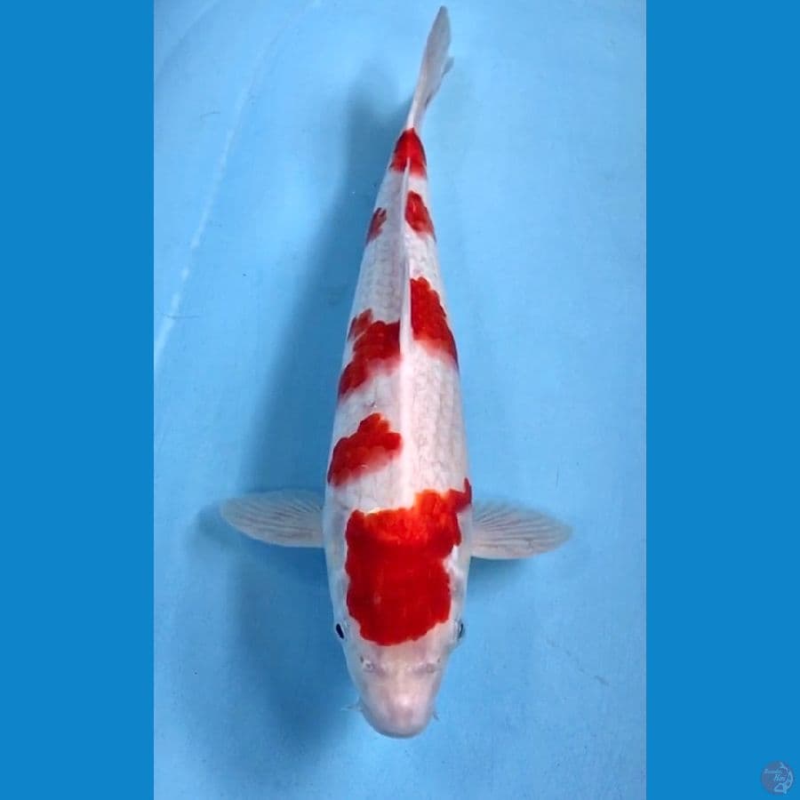 kohaku 37cm