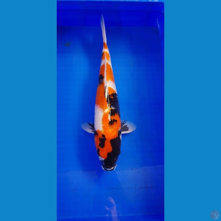 SHOWA 45CM