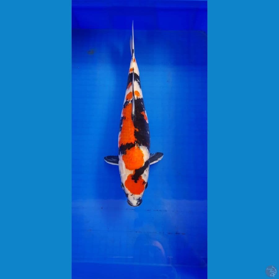 MARUTEN SHOWA 43CM