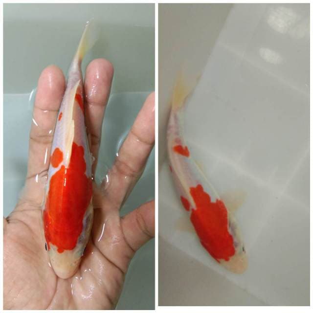 Kohaku Doits