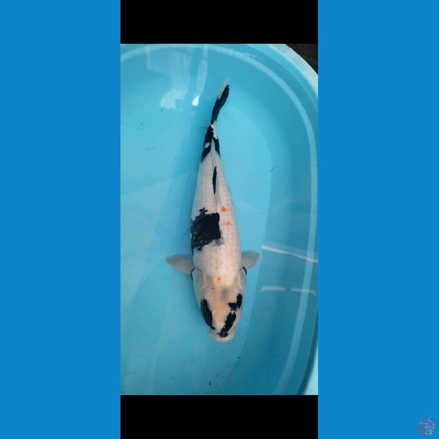 Shiro 52cm Female