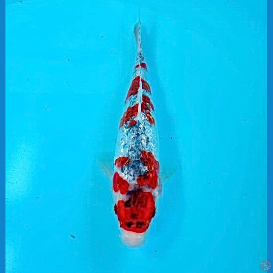 goshiki ginrin 23cm