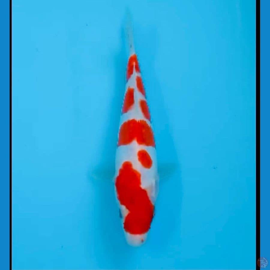 kohaku doit 23cm