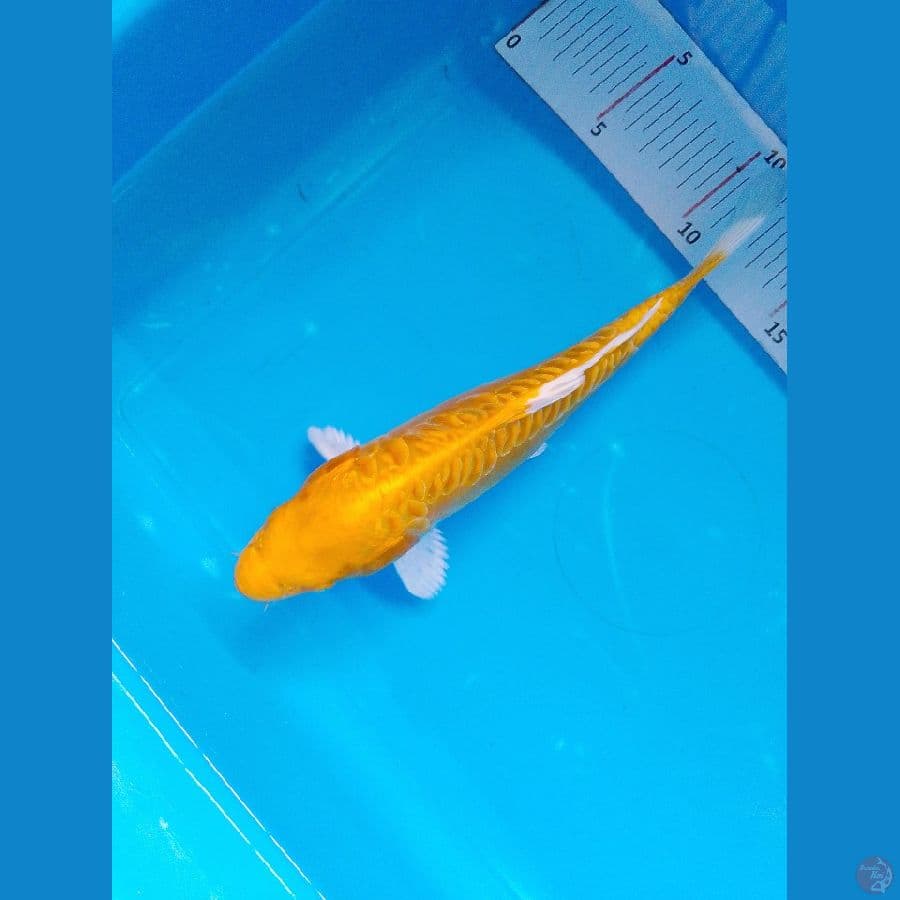 oggon 24 cm