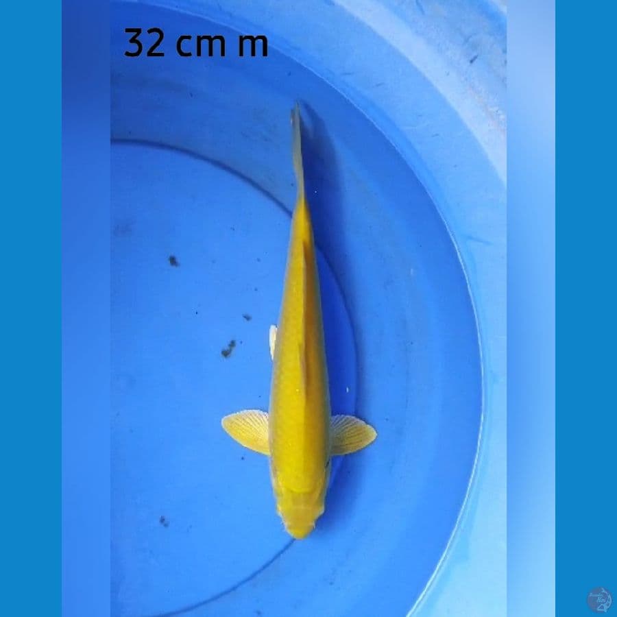 Karashi male 32 cm