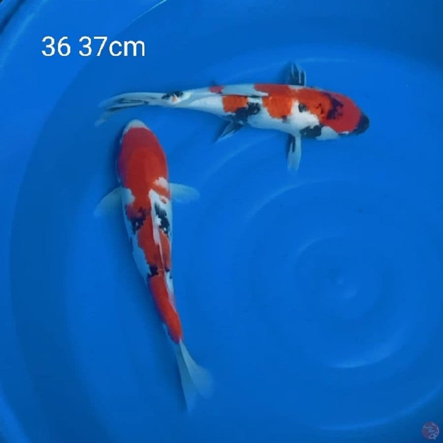 Sanke dan showa 36 37cm