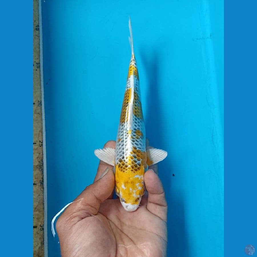 Kujaku 20cm