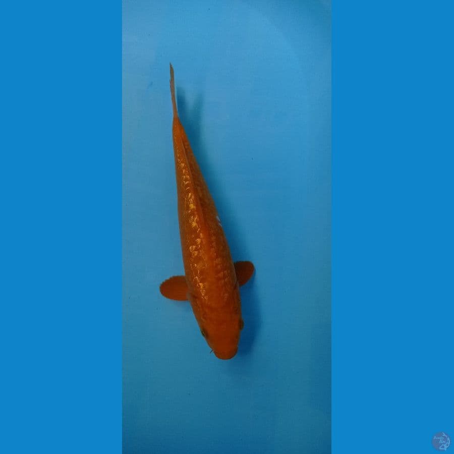 TED KARASI GINDRIN 33 CM JANTAN