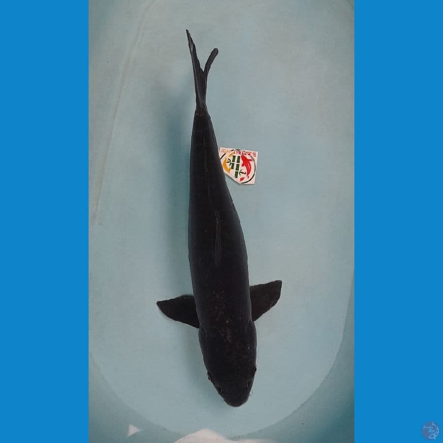 karasu doitsu 50 cm
