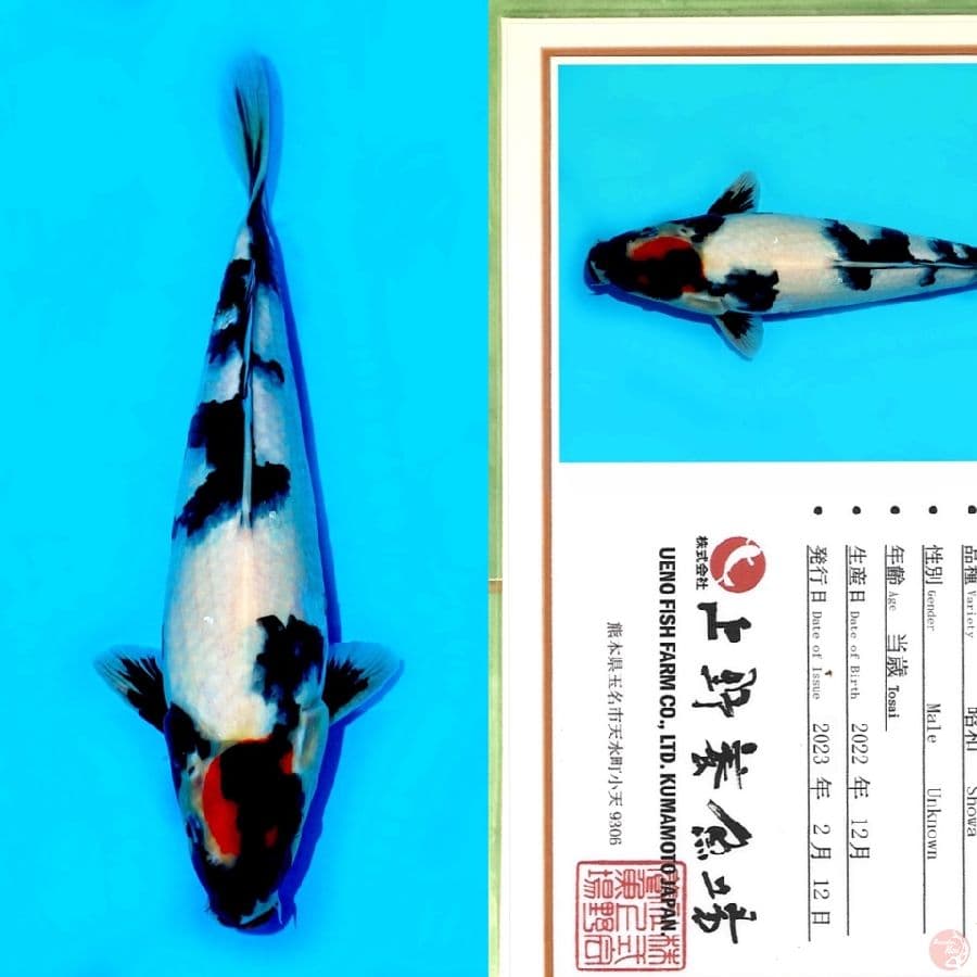 UENO TC SHOWA SQ 35CM