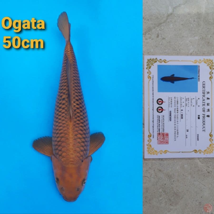 OGATA CHAGOI 50CM SERTI