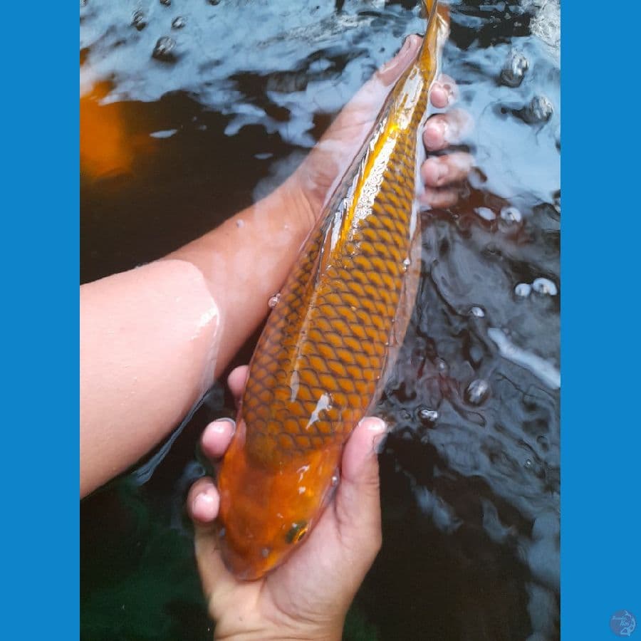 Chagoi tembaga -+35cm