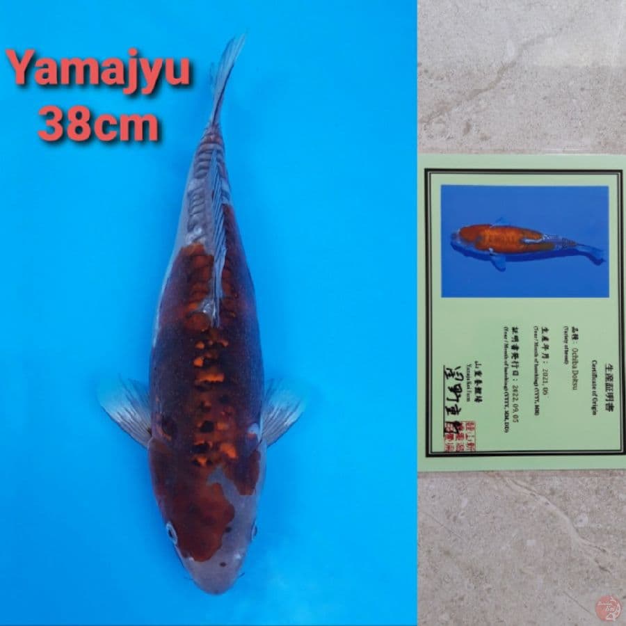 YAMAJYU OCHIBA DOITSU 38CM SERTI