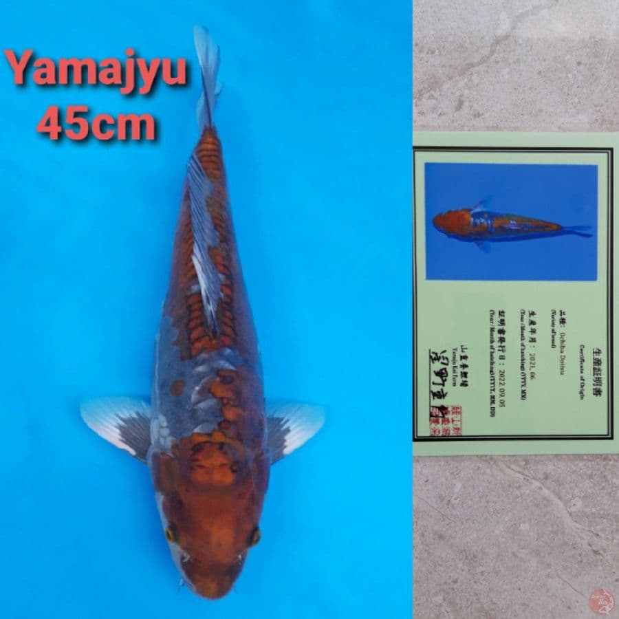 YAMAJYU OCHIBA DOITSU 45CM SERTI