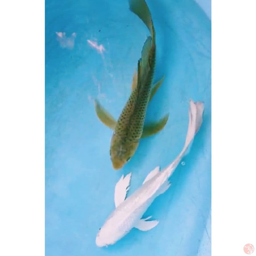 KUMPAY PLATINUM, MIDORIGOI 33,34 CM